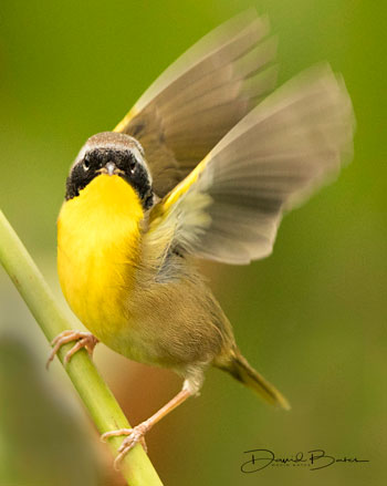 Common yellow throat | David Bates